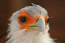 Secretary Bird